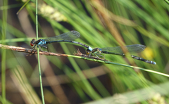 Erythromma najas humerale