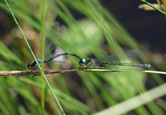 Erythromma najas humerale