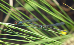 Erythromma najas humerale