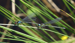 Erythromma najas humerale