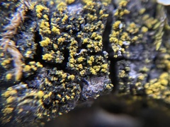 Candelariella efflorescens