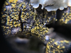 Candelariella efflorescens