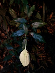 Mussaenda