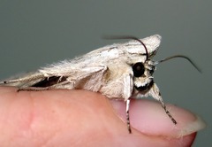Cucullia umbratica