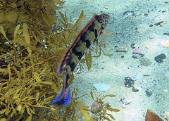 Eupetrichthys angustipes