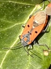 Lygaeus creticus