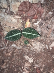 Echites tuxtlensis