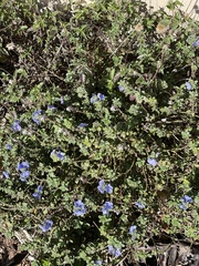 Evolvulus glomeratus