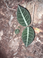 Echites tuxtlensis