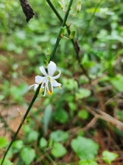 Chlorophytum comosum