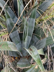 Agave