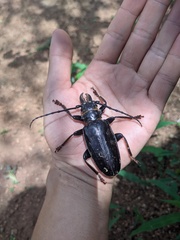 Anthracocentrus beringei