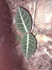 Echites tuxtlensis