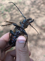 Anthracocentrus beringei