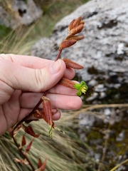 Puya ferruginea