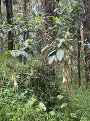 Brugmansia sanguinea