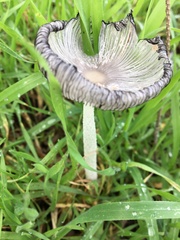 Lanatulae