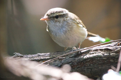 Phylloscopus tenellipes