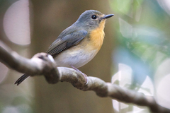 Cyornis sumatrensis