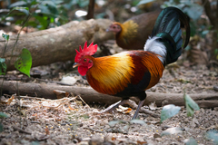 Gallus gallus spadiceus