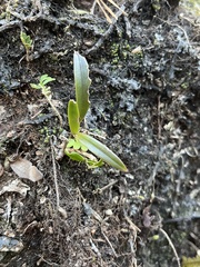 Epidendrum conopseum