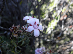 Agathosma adenandriflora