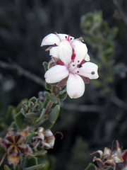 Agathosma adenandriflora