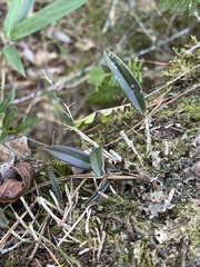 Epidendrum conopseum