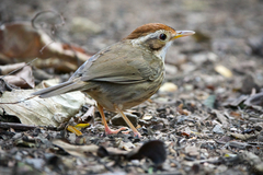 Pellorneum ruficeps