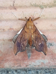 Anarmodia nebulosalis