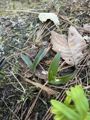 Epidendrum conopseum