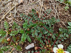Hypseocharis bilobata