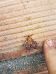 Anarmodia nebulosalis