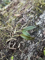 Epidendrum conopseum