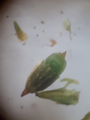 Orthotrichum schimperi