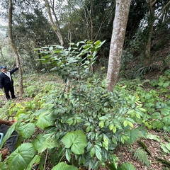 Aquilaria sinensis