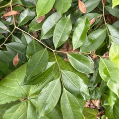 Aquilaria sinensis
