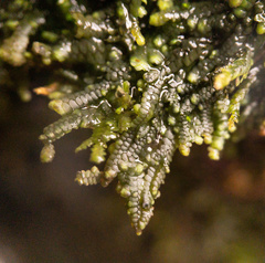 Frullania riparia