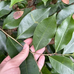 Aquilaria sinensis