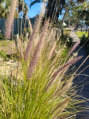 Calamagrostis × acutiflora