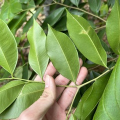 Aquilaria sinensis