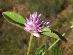 Gomphrena nitida