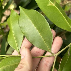 Aquilaria sinensis