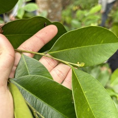 Aquilaria sinensis