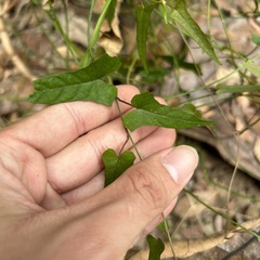 Merremia gemella