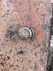 Eobania vermiculata
