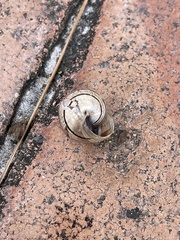 Eobania vermiculata