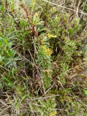 Berberis