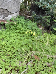 Oxalis pes-caprae