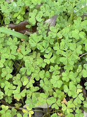 Oxalis pes-caprae